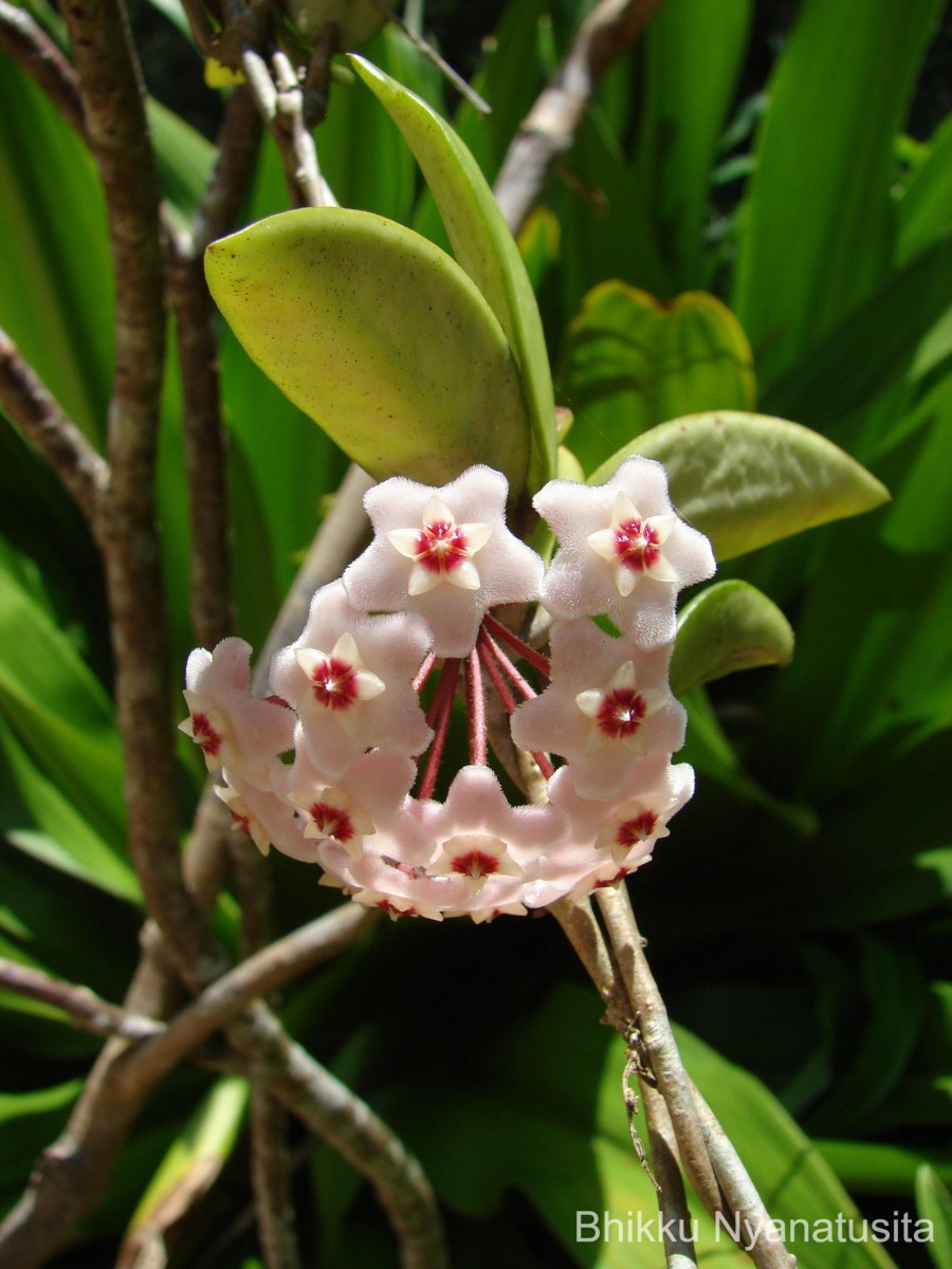 Hoya carnosa (L.f.) R.Br.